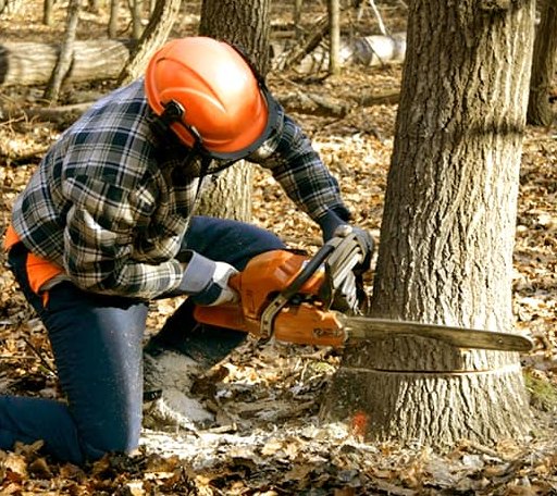 Tree Removal in Tippo, MS